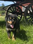 RIO - 9 veckor - Rottweiler tik letar efter sin familj