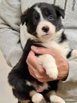 Border collie valpar