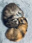 kattungar Maine Coon