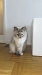 Ragdoll Hona