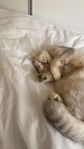 British shorthair/ Scotish straight söker ny familj