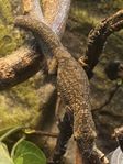Eurydactylodes Vieillardi. 0.1 (Hona)