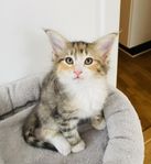 Norska skogkattungar med stamtavla 