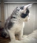 MAINE COON, hona Adriana vars båda föräldrar har stamtavl