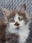 MAINE COON, hane ACE - föräldrar med stamtavlor
