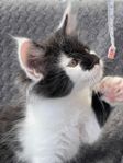 MAINE COON, hona Ava, vars båda föräldrar har stamtavla