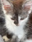 MAINE COON - Alexia hona, vars båda föräldrar har stamtav