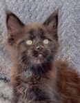 MAINE COON, hona AnnaBelle vars båda föräldrar har stamta