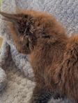 MAINE COON, hona Angelina vars båda föräldrar har stamtav