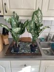 2 st.  konstgjorda Dieffenbachia (60 cm