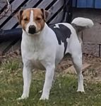 Dansk-svensk gårdshund