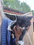Kattungar