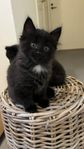 Kattunge Main Coon/norsk skogskatt/birma/ragdoll/bondkatt