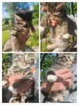 Kattungar leveransklara 14 juli.2 flickor 1 pojke 