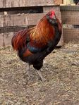 Araucana Avelsgrupp