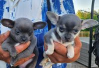 chihuahua valpar Korthårig