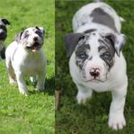 DBB’s American bully kull en tik kvar 