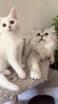 Söt kattunge