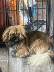 Tibetansk spaniel tik 1 år
