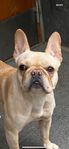 Fransbulldog tik 3 år