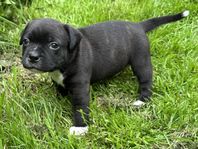 Staffordshire Bullterrier Valp SKK-registrerad