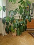 Stor Schefflera