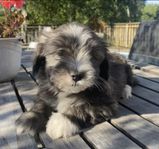 Bichon havanaise/ Shih Tzu (havashu) leveransklara nu lörda