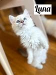 Neva Masquerade kattungar 