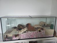 komplett kitt för guldhamster + hamster