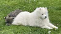 Samojed tik
