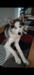 Siberian Husky hane snart 2 år!!!