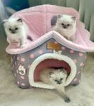 Ragdollkattungar med stamtavla 