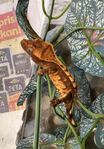Ögonfransgeckos juveniler