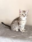 Sociala och mysiga kattungar