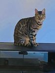 bengal för omplacering