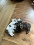 kattungar 