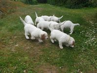 Clumber Spaniel valpar