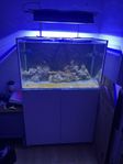 Red sea 250 l 