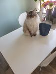 ragdoll utan stamtavla