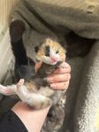 Kattungar