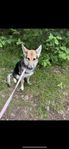 german shepherd mix 