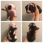 amstaff/cane corso valpar 