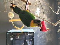 Svarthuvad vitbukspapegoja(Caique)