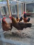 Gammelsvensk brun leghorn hönor