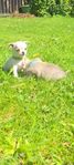 chihuahua valpar
