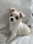 Världens gulligaste Chihuahua o Papillon valp