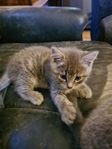 kattungar lev klara 10 aug