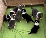 Border Collie valpar