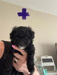 lhapoo valpar 