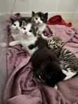 Kattungar söker sina familjer